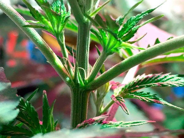 Planta de marihuana en fase de prefloración