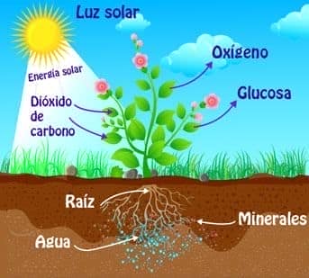 Proceso de fotosintesis y obtencion CO2