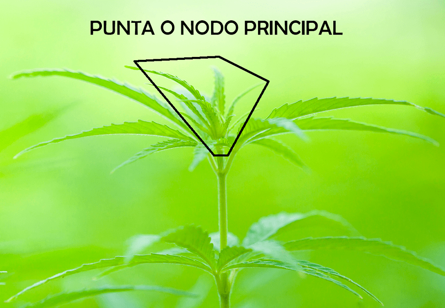 Identificación de la punta principal para la poda apical