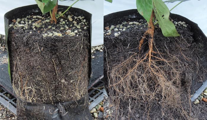 Roots in fabric pots