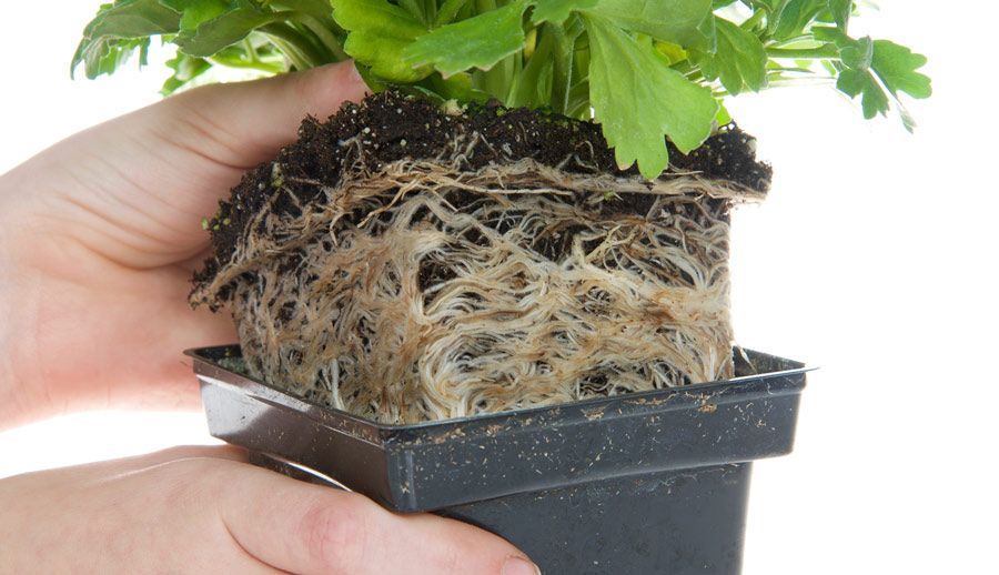Masificacion de raíces. Planta con mucha raíz que necesita un trasplante