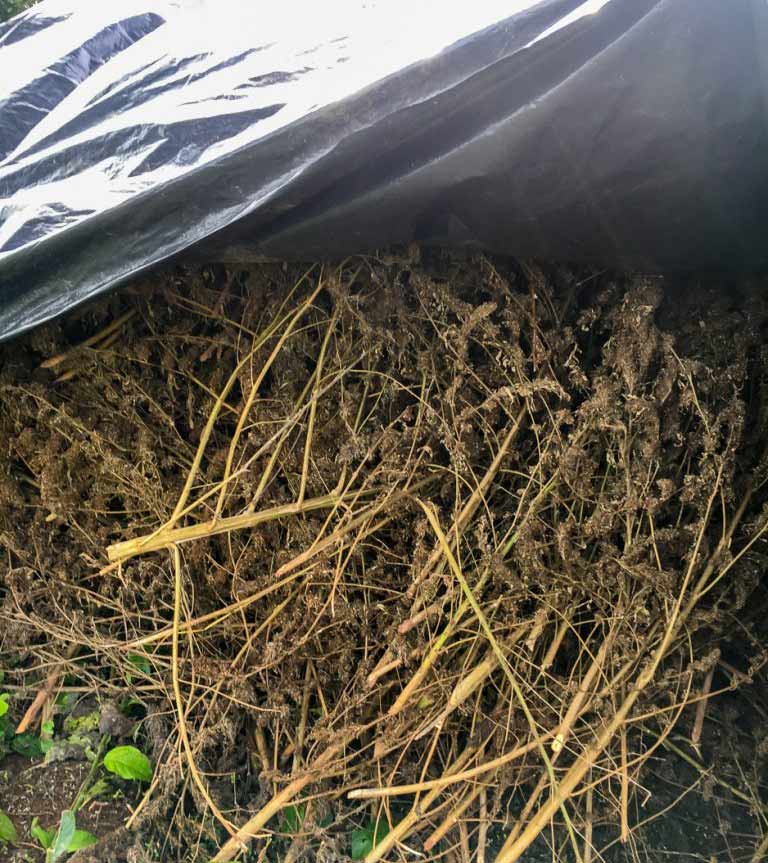 Secado de la marihuana utilizada para el prensado paraguayo