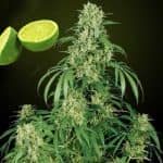 Semillas autoflorecientes de marihuana con sabor a limón