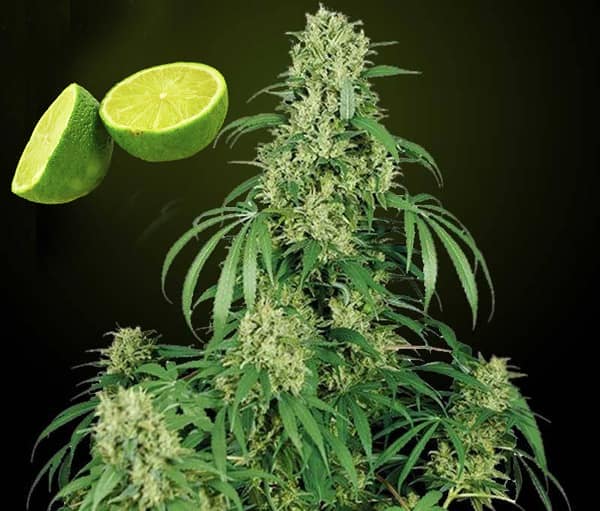 Semillas autoflorecientes de marihuana con sabor a limón