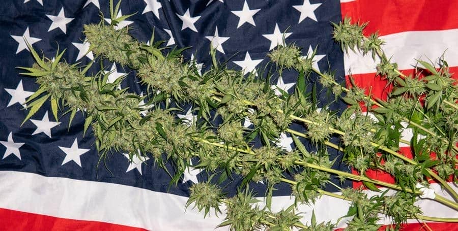 Las mejores semillas Americanas de marihuana