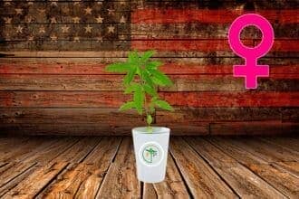semillas americanas de marihuana