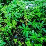 Semillas de marihuana para guerrilla. Las mejores variedades