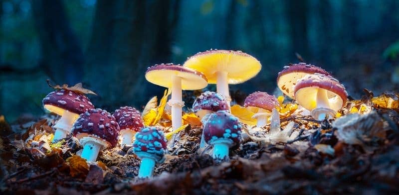 magic mushrooms with psilocybin