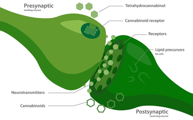 Como el cannabidiol interactúa con el sistema endocannabinoide