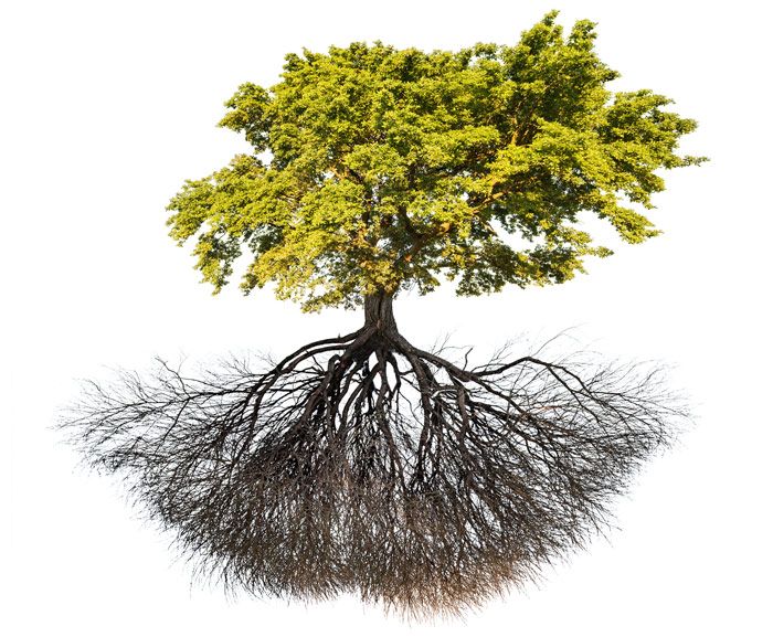 Sistema radicular de un árbol o planta