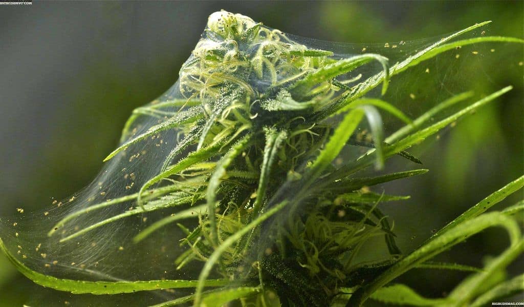 spider-mite-cannabis-webbing