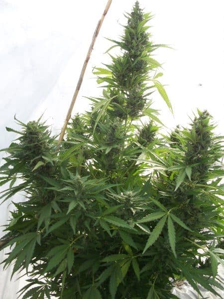 Super Auto Critical Jack Herer from Delicious Seeds