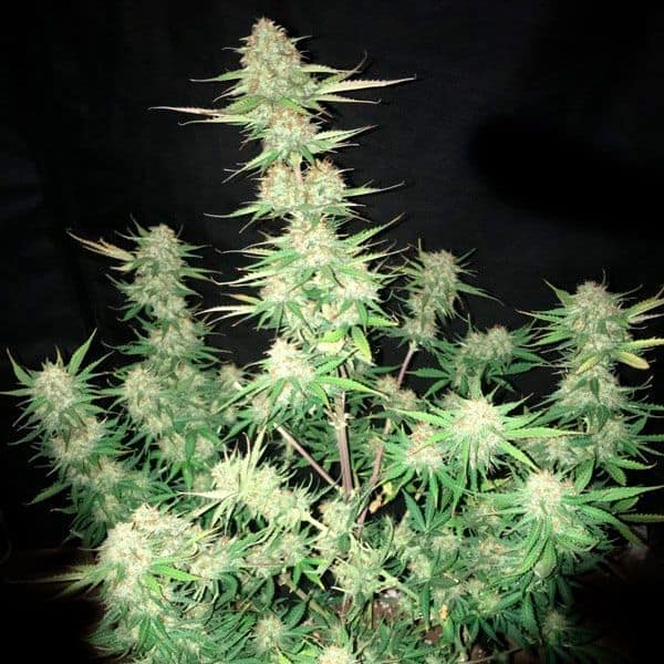 Super Auto Moby Lemon XXL from Narcotik Seeds