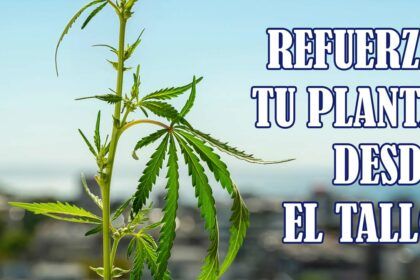 Fortalece el tallo de tus plantas de cannabis