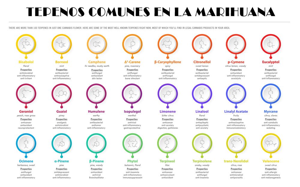 Terpenos comunes en la marihuana