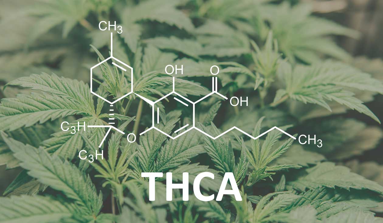 THCA. Fórmula química de sus moléculas