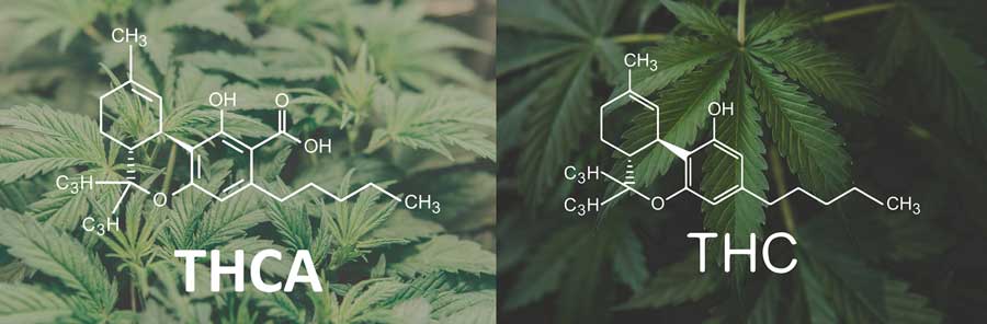 THCA vs THC. Diferencias y similitudes de estos dos cannabinoides