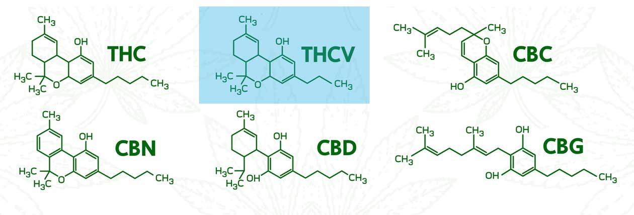 THCV: Un cannabinoide derivado del cannabis