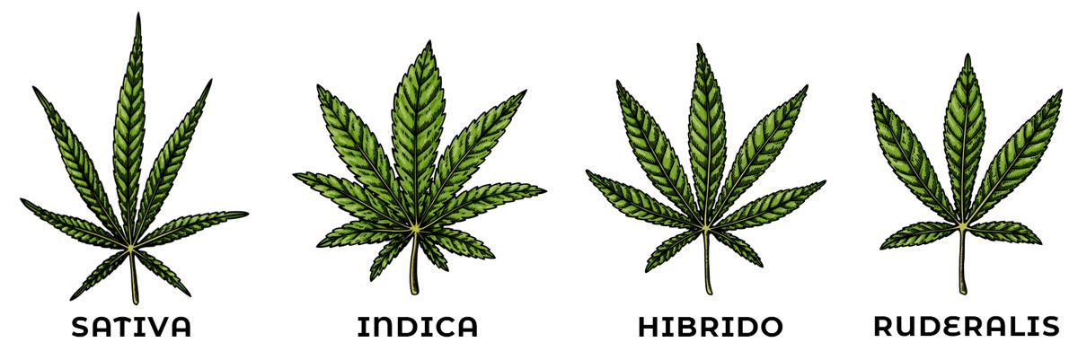 Tipos de hojas de marihuanas: sativa, indica, híbridos y ruderalis