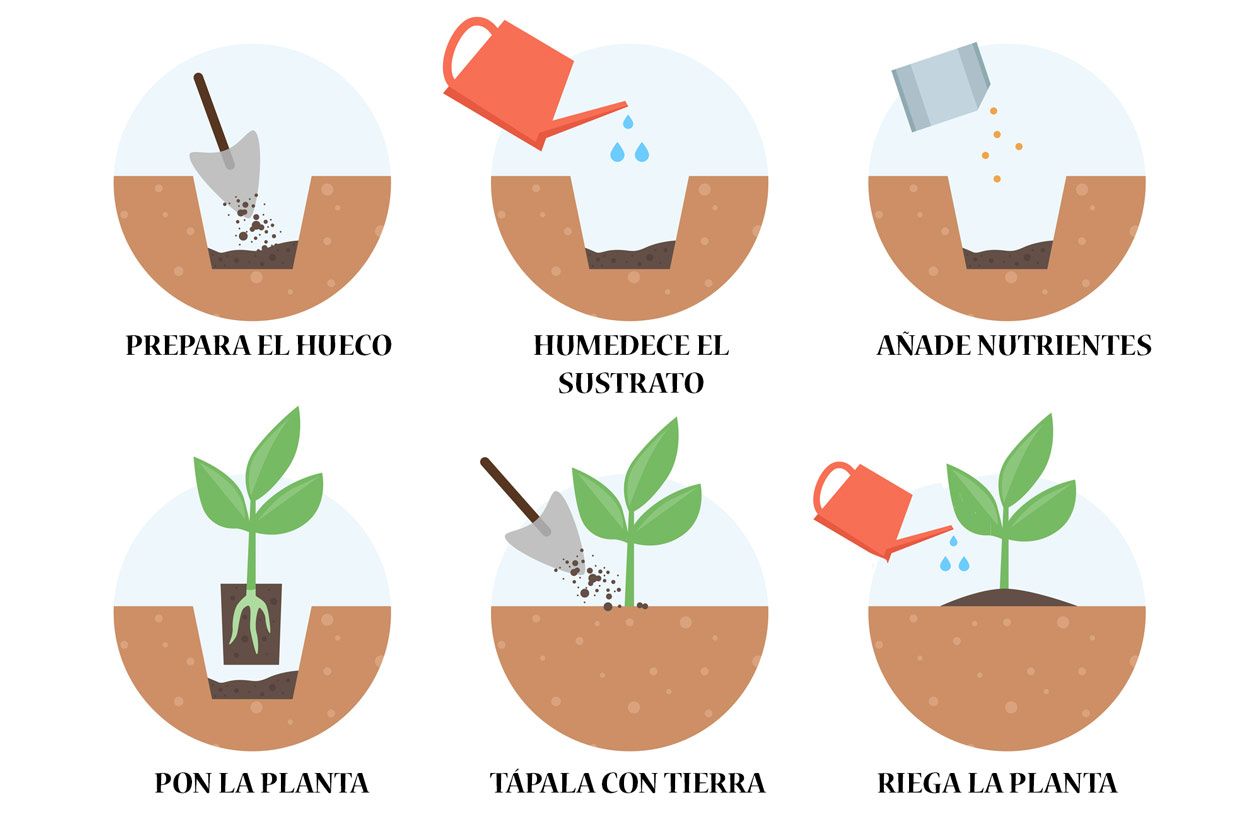 ¿Cómo trasplantar una planta? Guía completa FlorProhibida