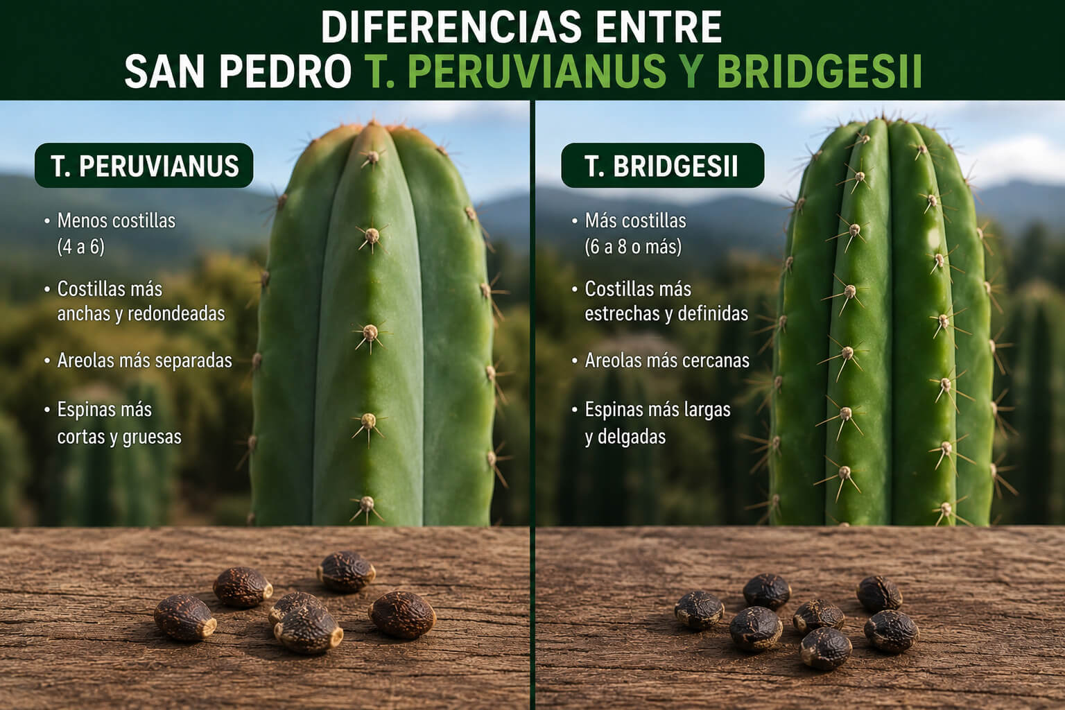 diferencias san pedro preuvianus vs bridgesii