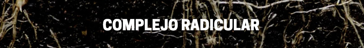 Complejo radicular Hesi Logo