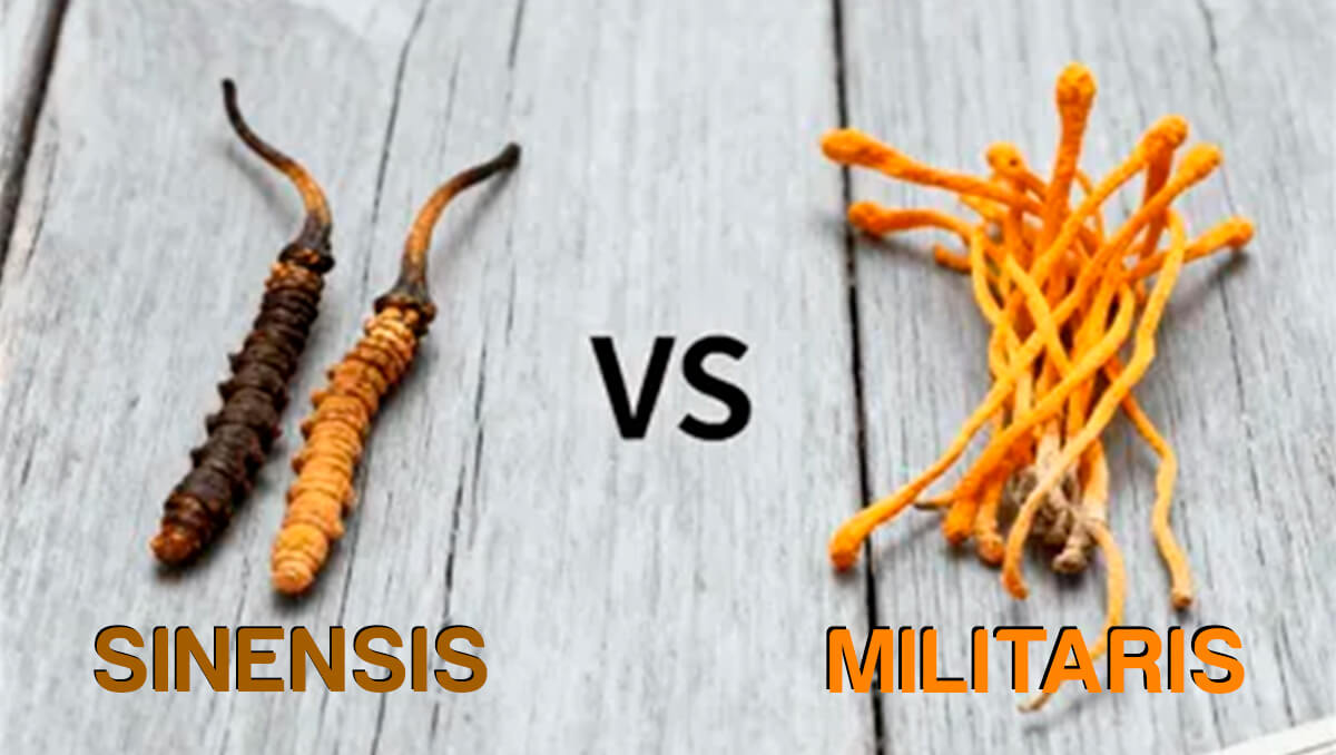 Comparativa de Cordyceps