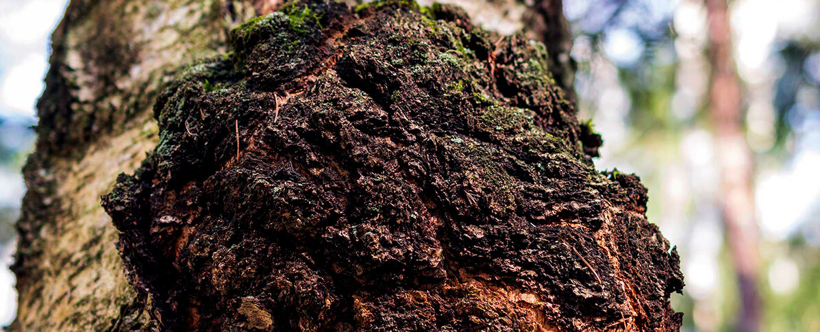 Hongo Chaga