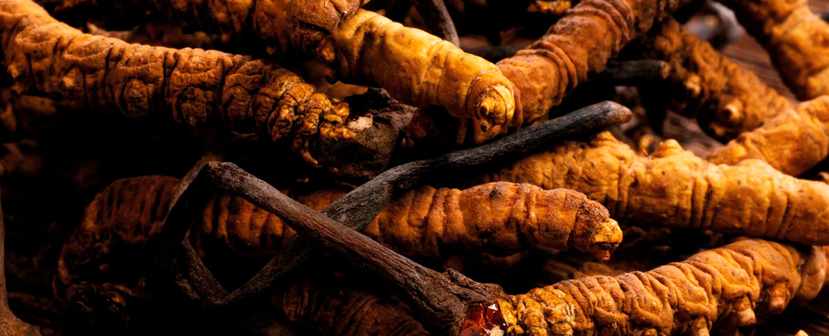 Hongo Cordyceps