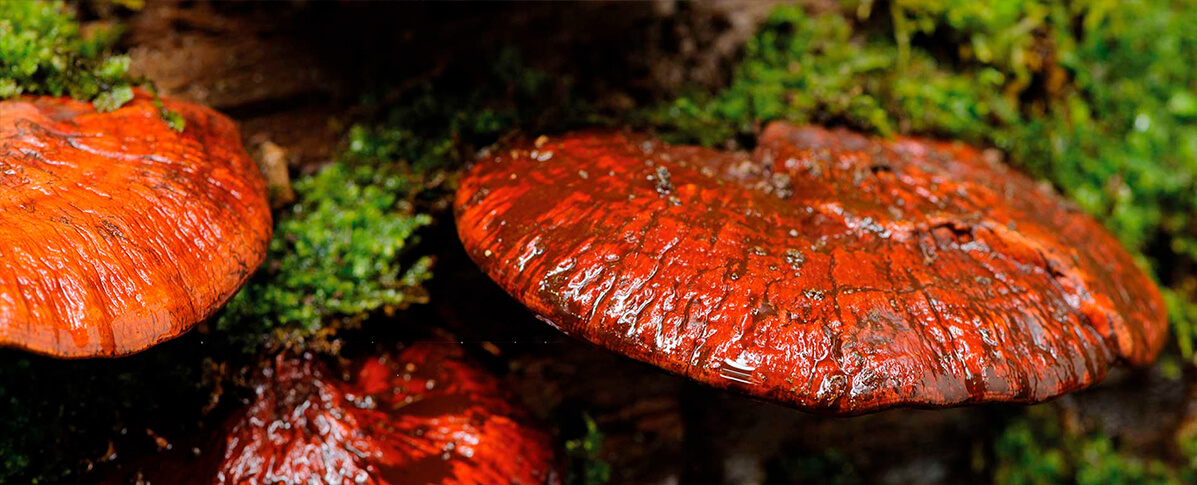 Hongo Reishi