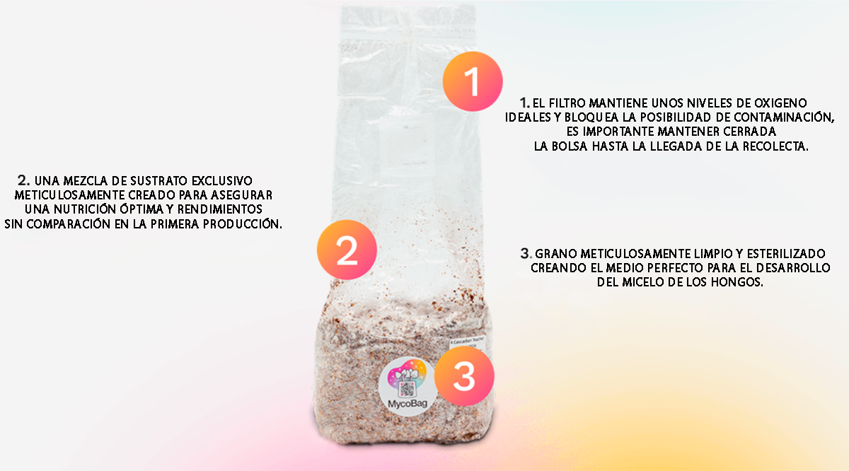 composición de Mycobag