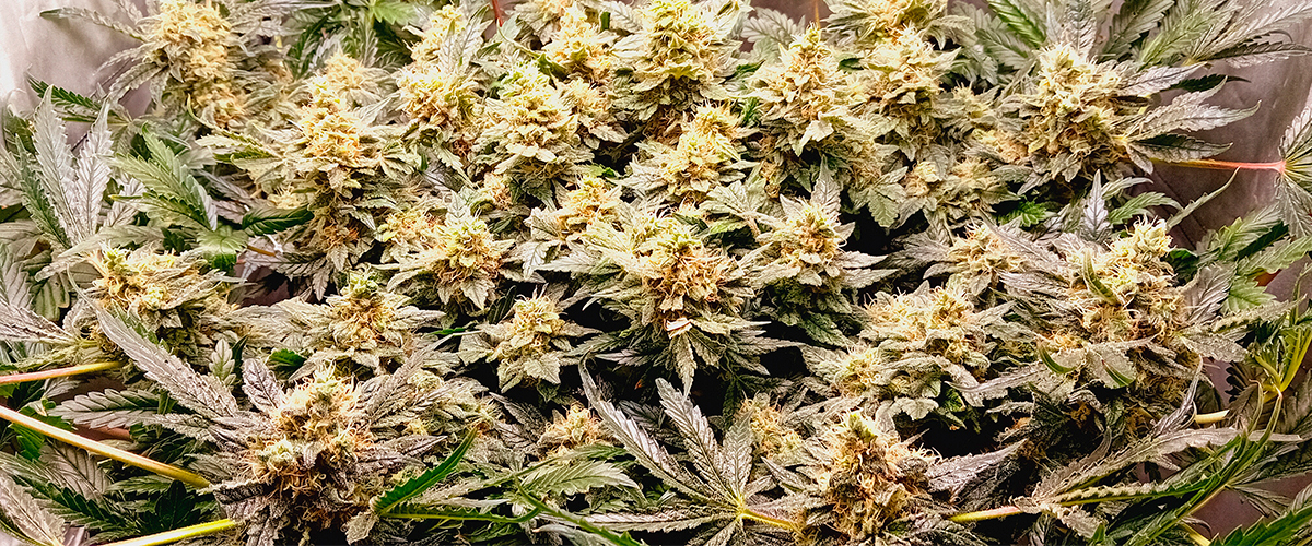 Hortipot DWC en Cultibox Light Plus 60x60x140 cm