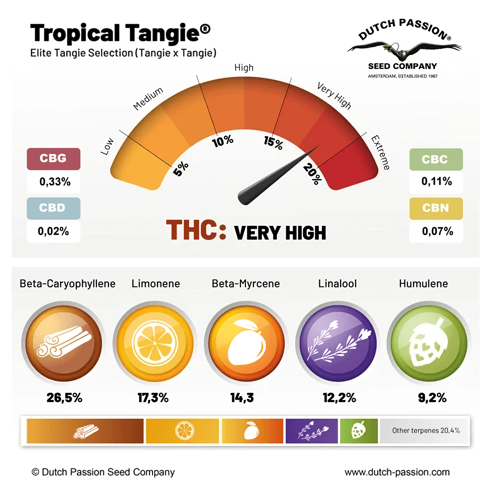 Perfil de terpenos Tropical Tangie Dutch Passion