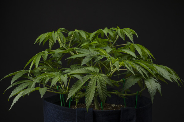 Mack and Crack Scrog