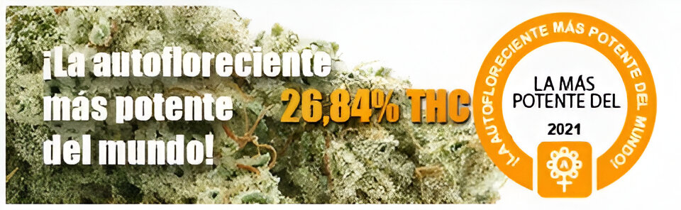 Autofloreciente más potente del mundo 2021.