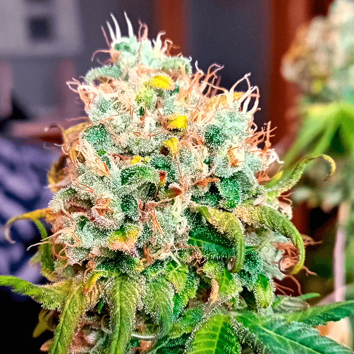 banana zkittlez cogollo