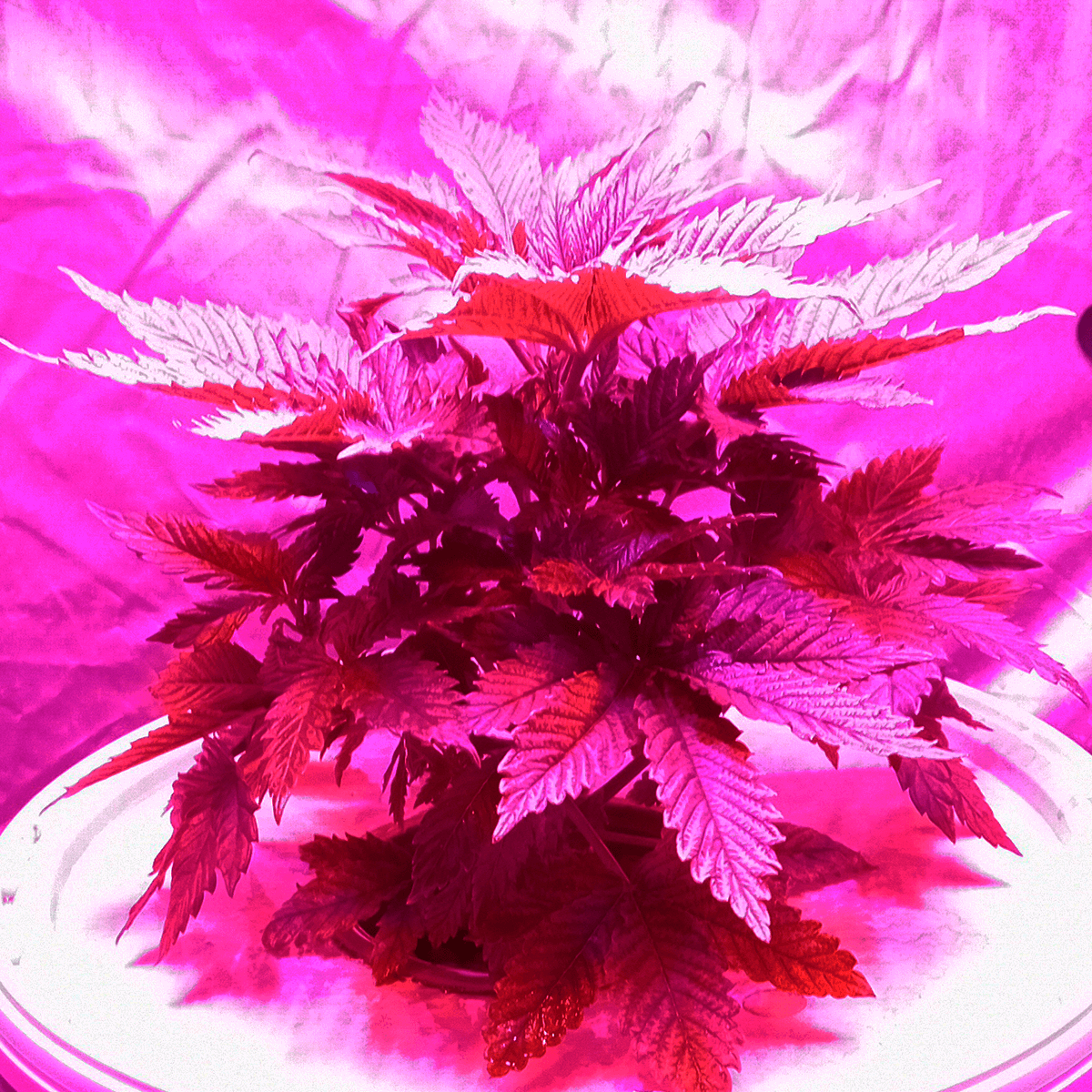 banana zkittlez crecimiento DWC
