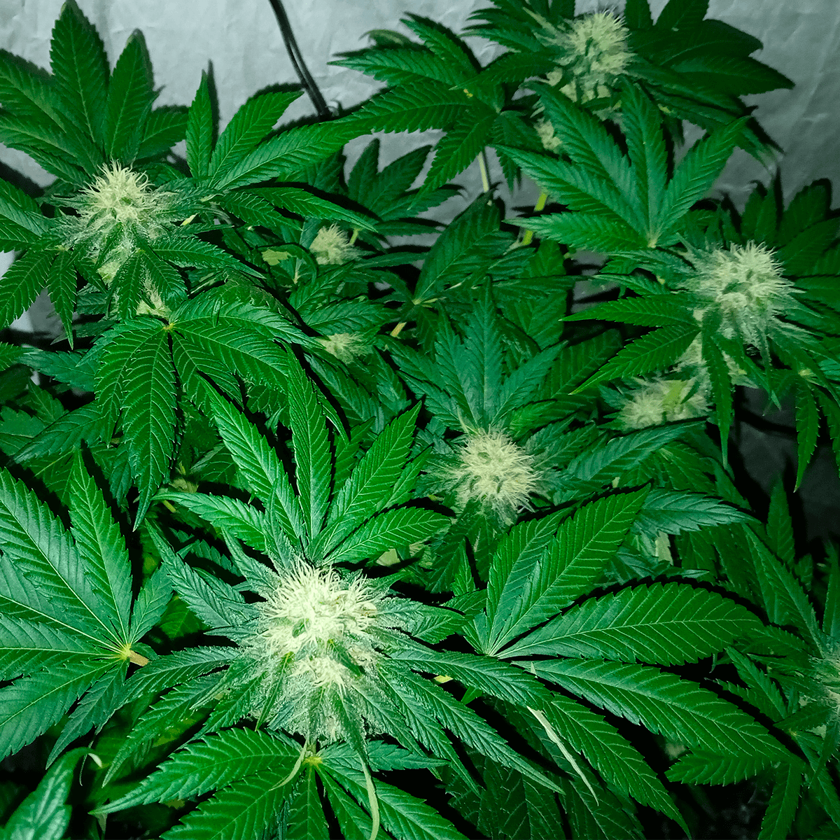 Banana Zkittlez en plena floración