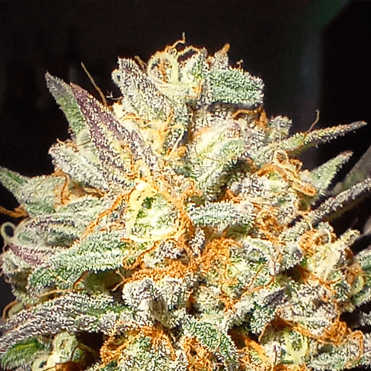 Cogollo de Rainbow Cherry