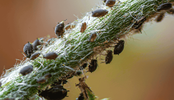Plaga de pulgones y los mejores insecticidas para combatirlos