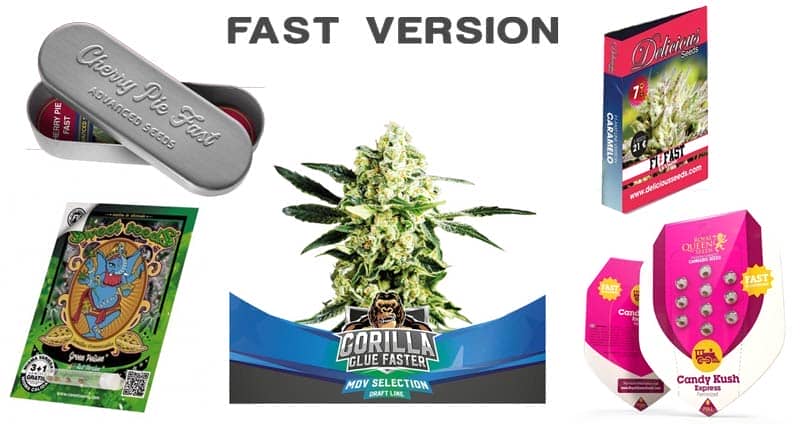 Semillas Fast version de marihuana