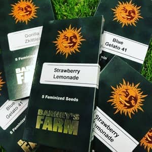Paquetes de semillas de Barneys Farm