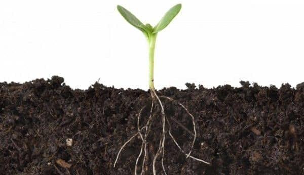 Canna- Fertilizantes y abonos para crecimiento y floraciÃ³n