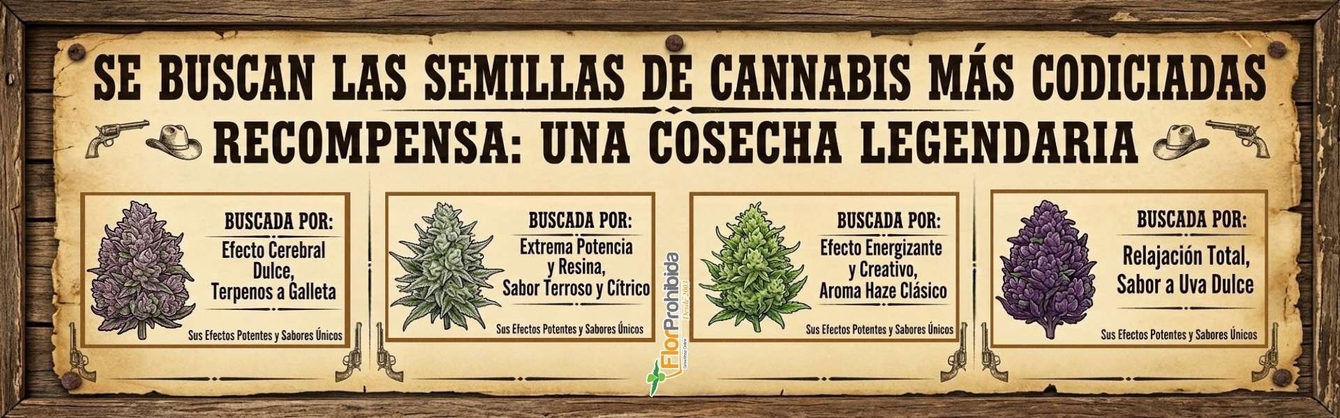 Las semillas más buscadas de la web!